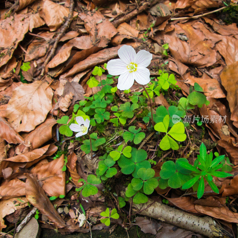 春天的花-酢浆草(Oxalis acetosella)的花。漂亮的盛开。有选择性的重点。